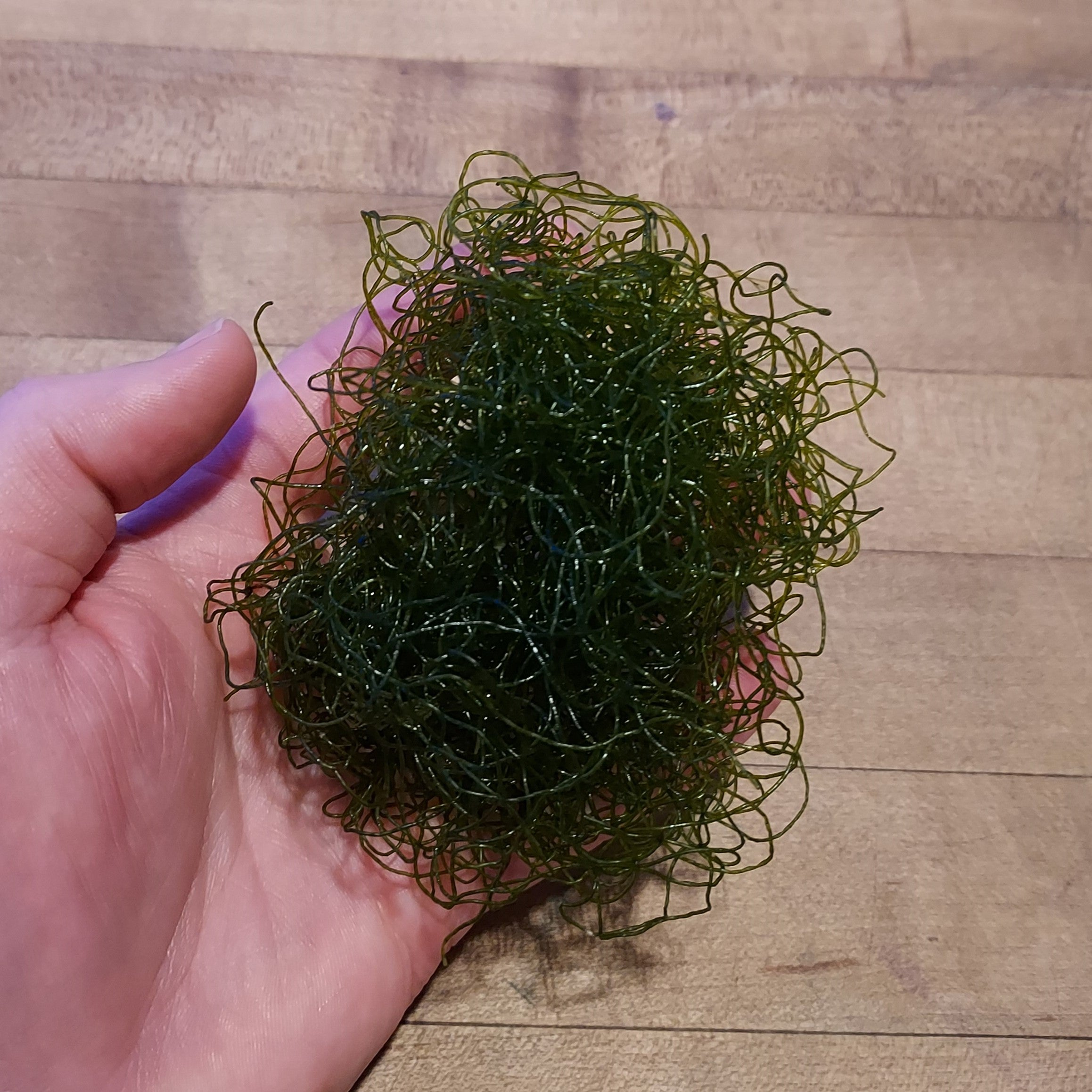 Alga Chaetomorpha para refugio o reactor