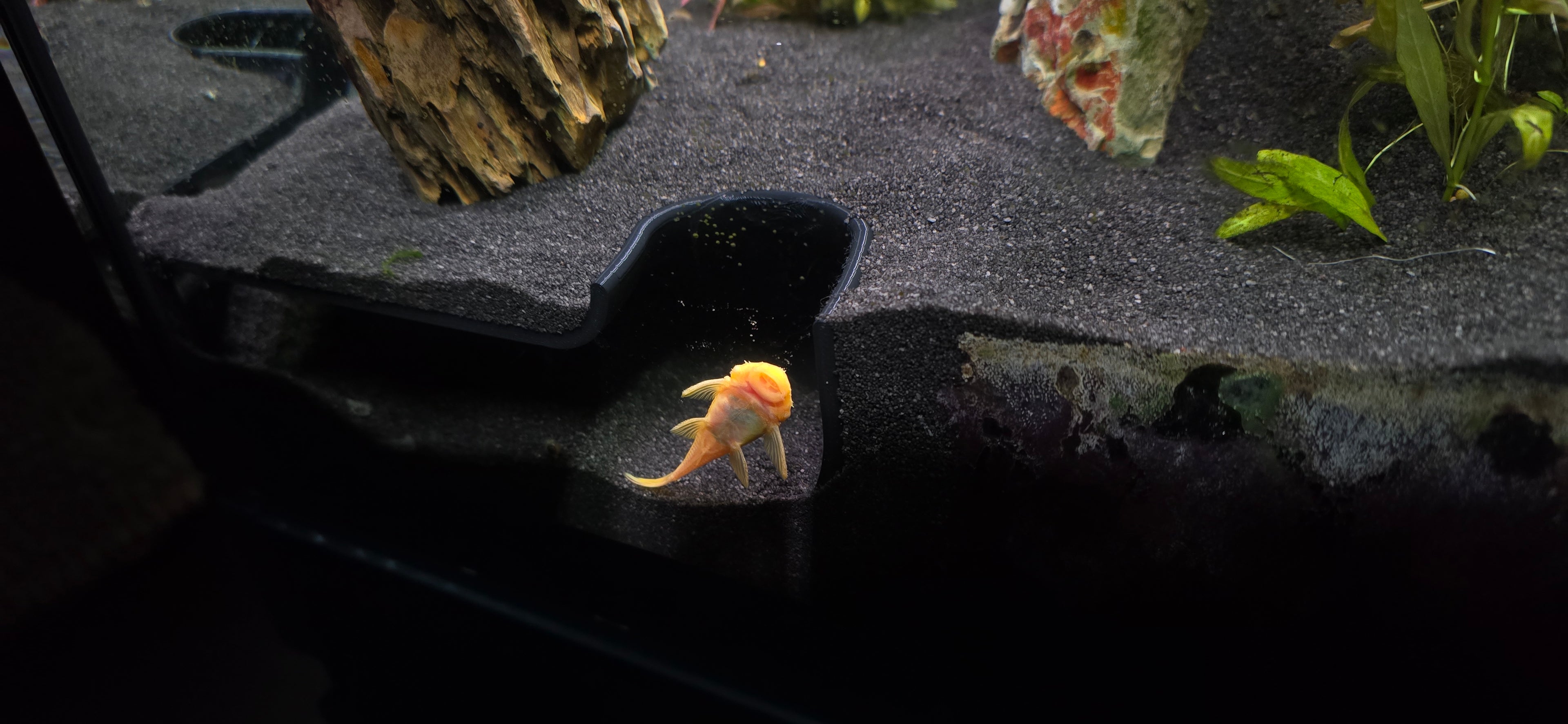 Cueva para peces de fondo